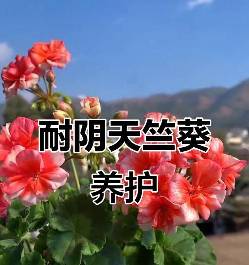 大棵天竺葵的养护方法是什么？