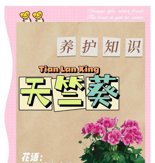 大棵天竺葵的养护方法是什么？
