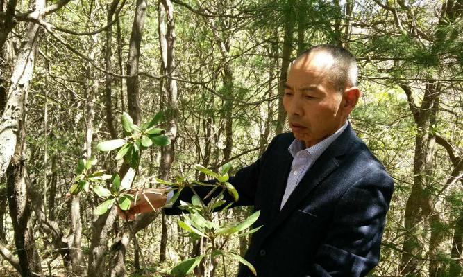 利比亚的野生花卉种类有哪些？
