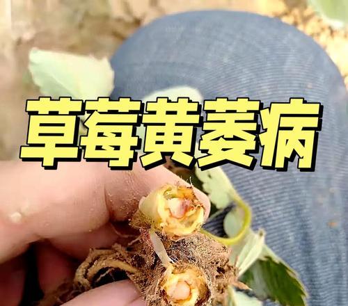 草莓怎么栽叶子发黄了？如何解决？