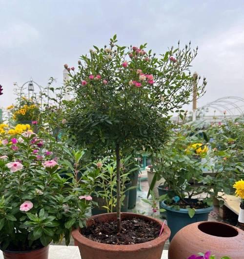 过年期间阳台适合种植哪些花卉？