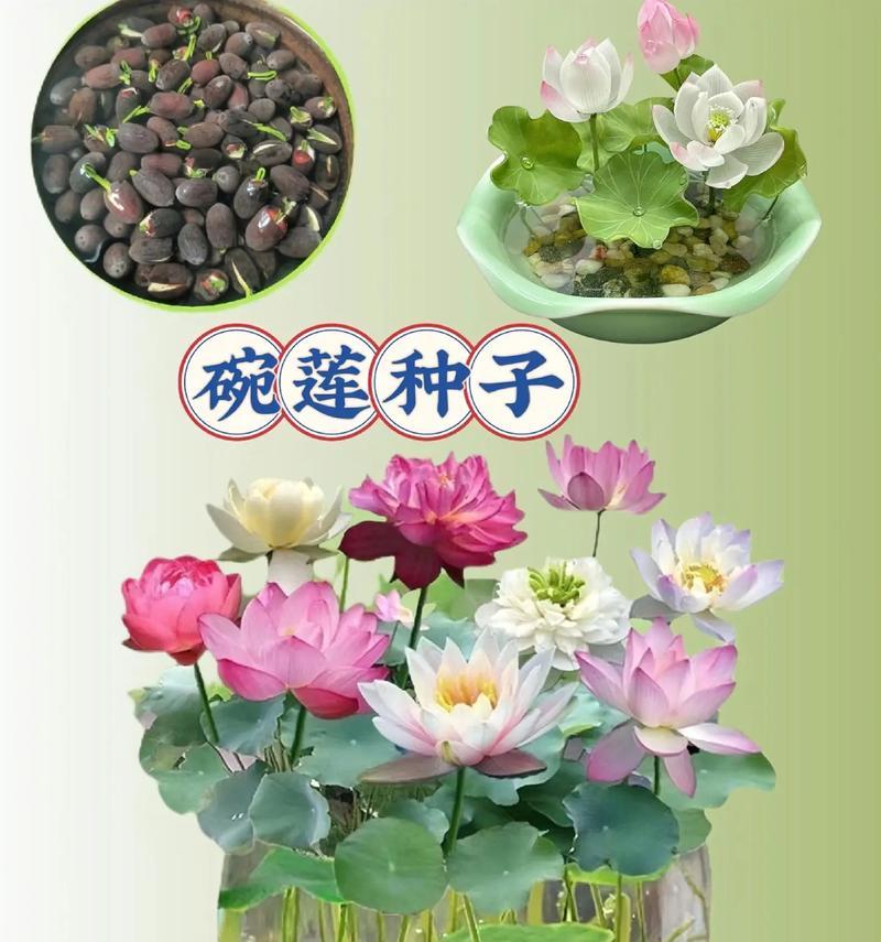适合养水生植物的碗有哪些？