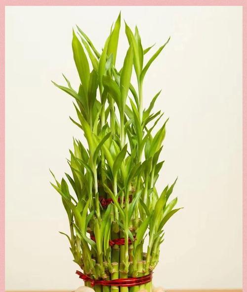 适合养水生植物的碗有哪些？