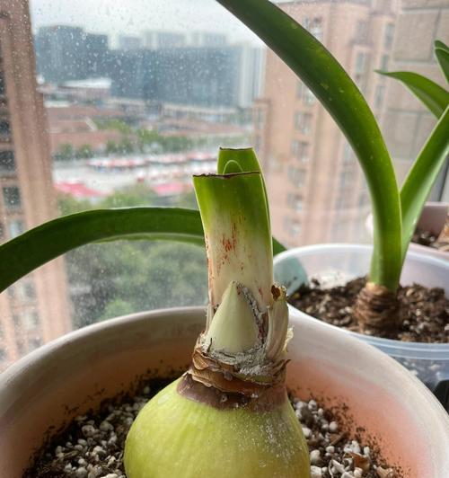 朱顶红为什么黄叶焦叶落？可能的原因和解决方法是什么？