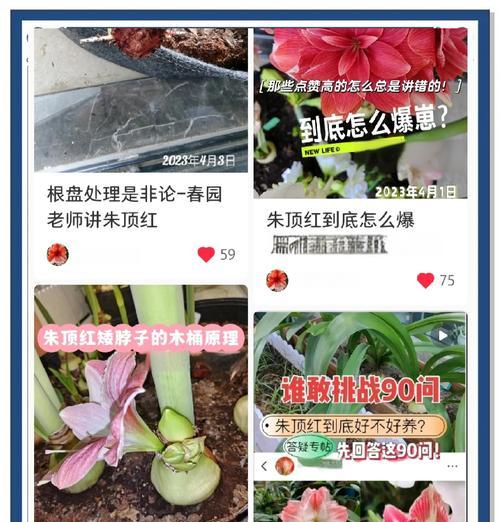 朱顶红为什么黄叶焦叶落？可能的原因和解决方法是什么？