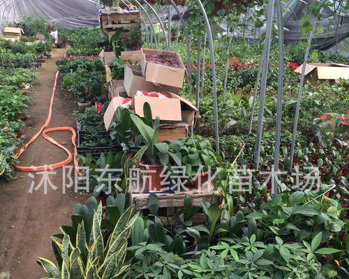 单株铁树栽培技术要点有哪些？如何进行有效栽培？