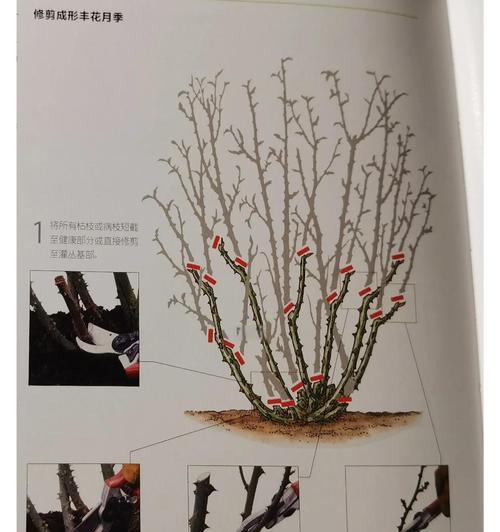 月季干花的正确移栽方法是什么？