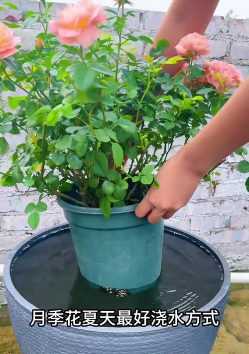 月季干花的正确移栽方法是什么？