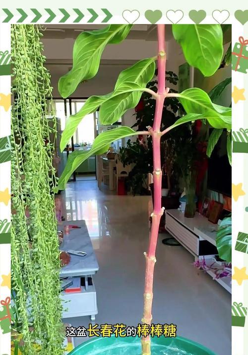 木本植物新芽不长根怎么回事？如何解决？