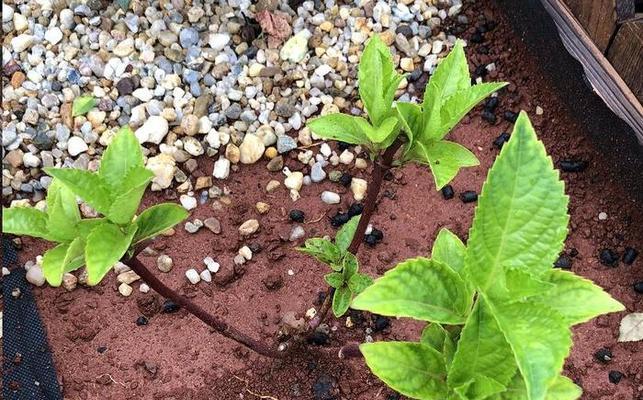 木本植物新芽不长根怎么回事？如何解决？