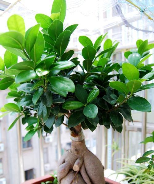 木本植物新芽不长根怎么回事？如何解决？
