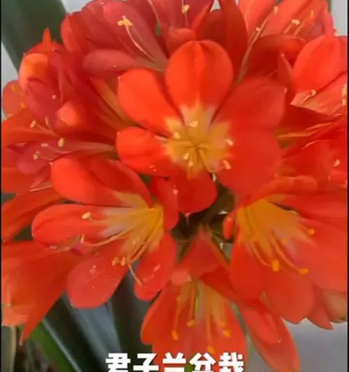 阳台君子兰带盆怎么养？有哪些技巧？