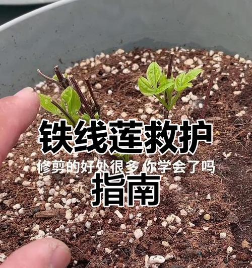 铁线莲的枝条枯萎了怎么回事？如何处理？