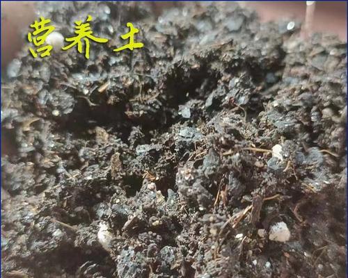 君子兰专用石料是什么？