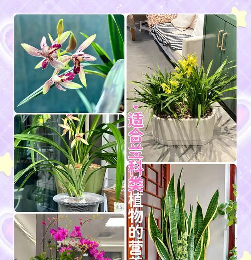 君子兰颗粒基质的正确选择方法？