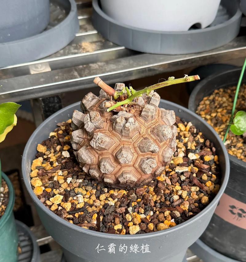 龟甲龙新上盆后如何正确浇水？有哪些注意事项？