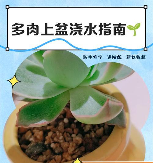 龟甲龙新上盆后如何正确浇水？有哪些注意事项？