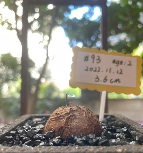 龟甲龙新上盆后如何正确浇水？有哪些注意事项？