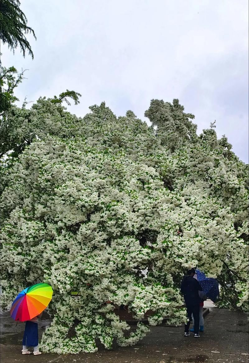抚州地区适合种植哪些观赏植物？