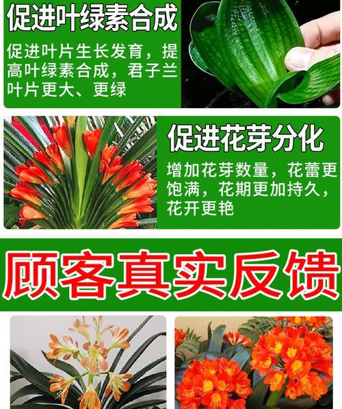 君子兰质量如何评判？好坏标准是什么？