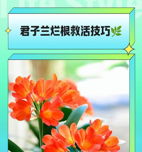 君子兰冬天怎么长根快？有哪些有效的方法？