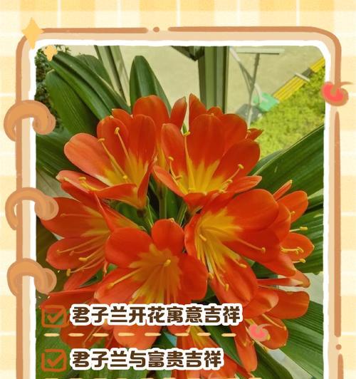 君子兰冬天怎么长根快？有哪些有效的方法？