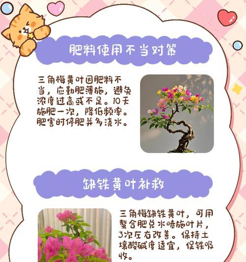 三角梅扦插苗发黄怎么办？正确的养护方法是什么？