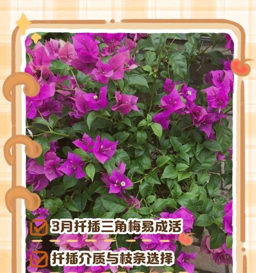 三角梅扦插苗发黄怎么办？正确的养护方法是什么？