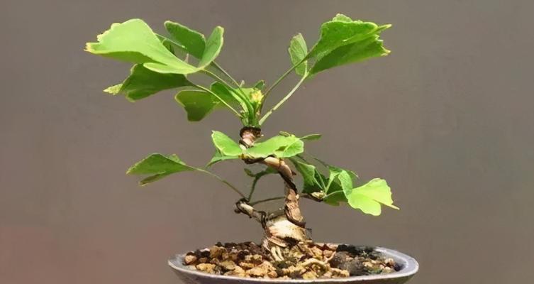 冬季栽种盆景需要注意什么？