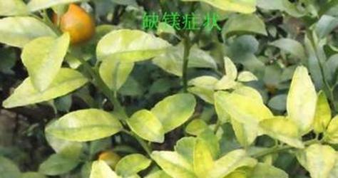 自制干豆肥水肥料的方法是什么？