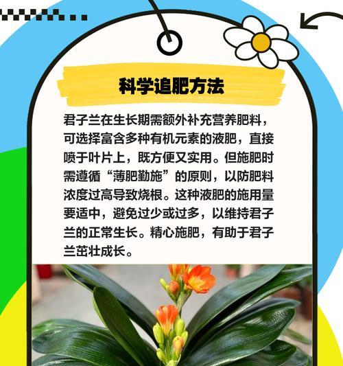 小君子兰怎么不长新叶？促进新叶生长的方法有哪些？