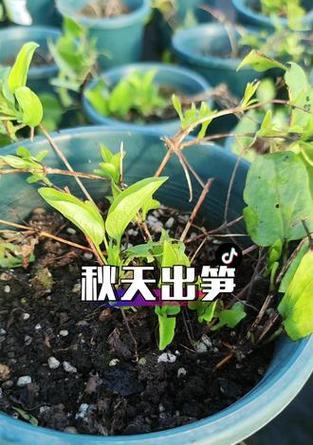 铁线莲冒出新芽怎么管理？新芽养护要点？