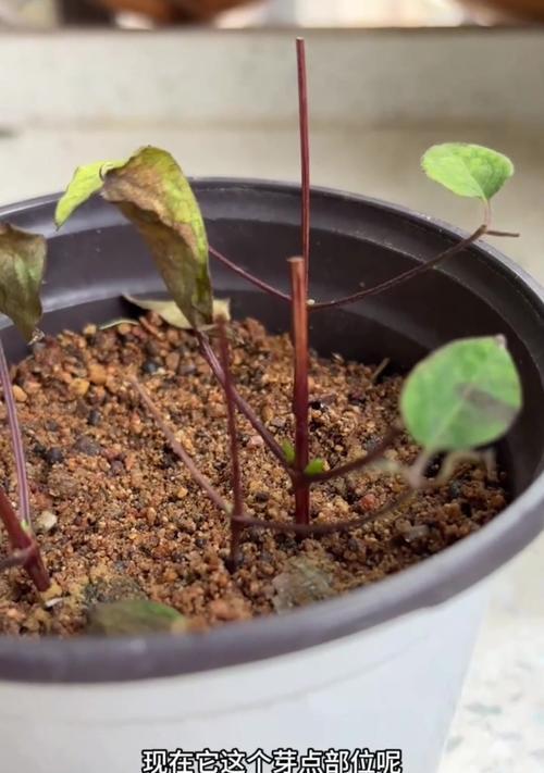 铁线莲冒出新芽怎么管理？新芽养护要点？