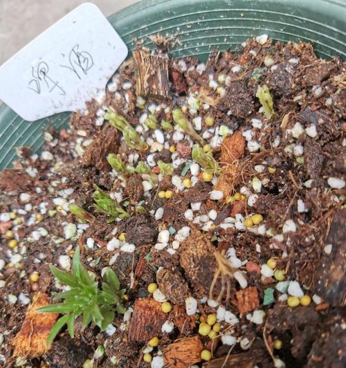 铁线莲冒出新芽怎么管理？新芽养护要点？