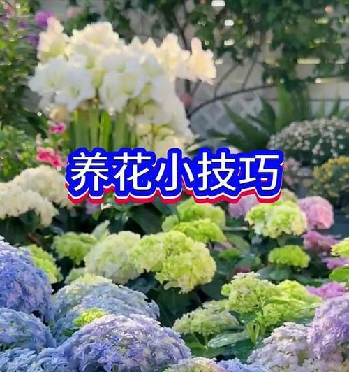 有哪些养花小技巧？