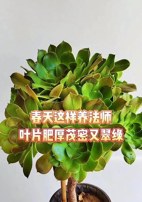 有哪些养花小技巧？