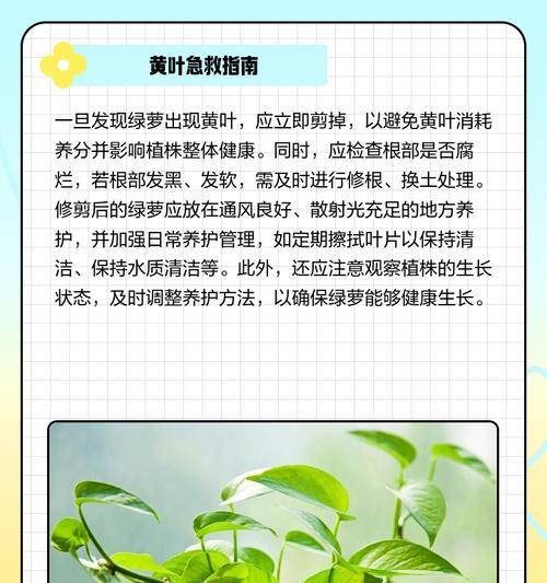 松叶子发黄了怎么补救？有哪些快速的方法？