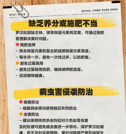 松叶子发黄了怎么补救？有哪些快速的方法？