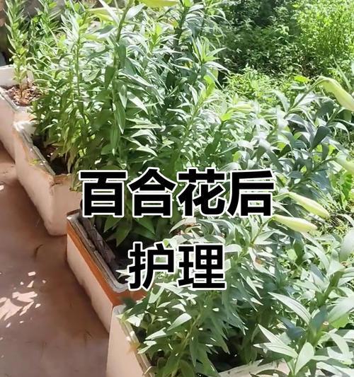 百合浇水的最佳方法是什么？需要注意什么？