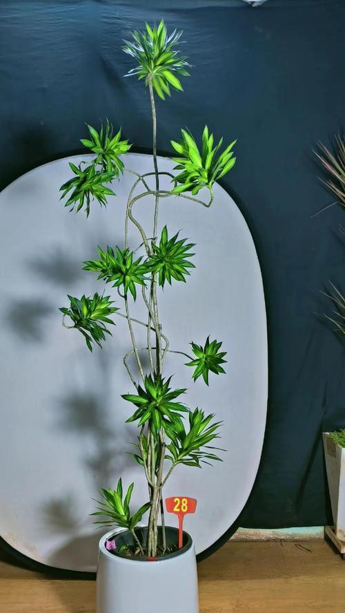 百合浇水的最佳方法是什么？需要注意什么？