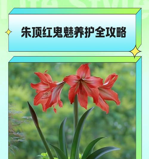 朱顶红养护有哪些禁忌需要注意？