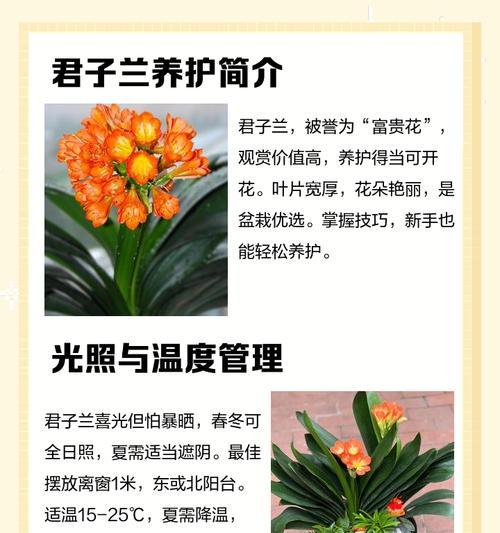 君子兰黑籽怎么种植的呢？步骤和注意事项！