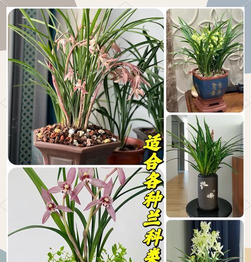 君子兰黑籽怎么种植的呢？步骤和注意事项！