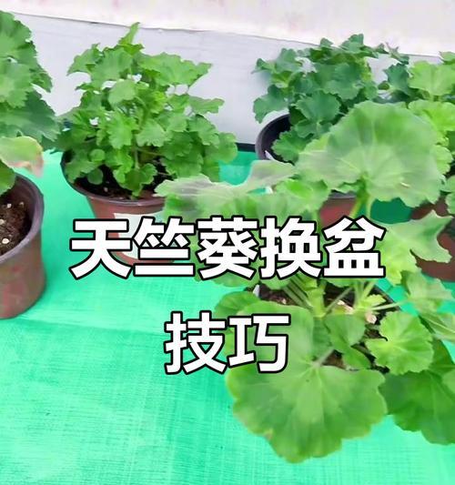 天竺葵怎么让它长高呢？有哪些促进天竺葵生长的方法？