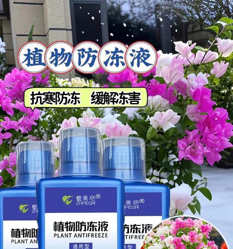 三角梅在桂林冬季如何过冬？