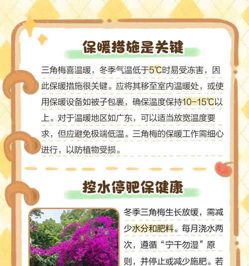 三角梅在桂林冬季如何过冬？