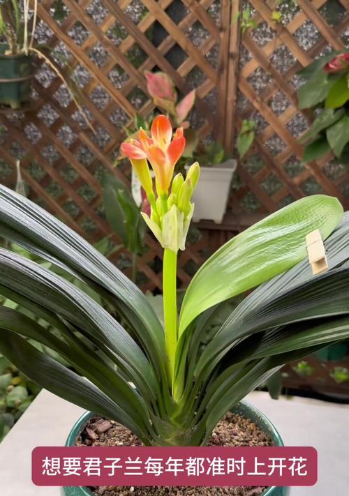 君子兰开花后多久会再次开花？