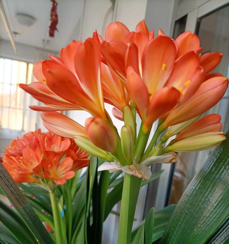 君子兰开花后多久会再次开花？