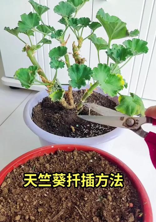 如何将天竺葵养成老桩？