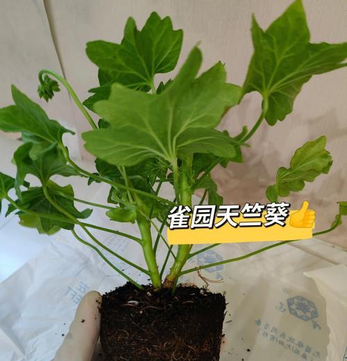 如何将天竺葵养成老桩？